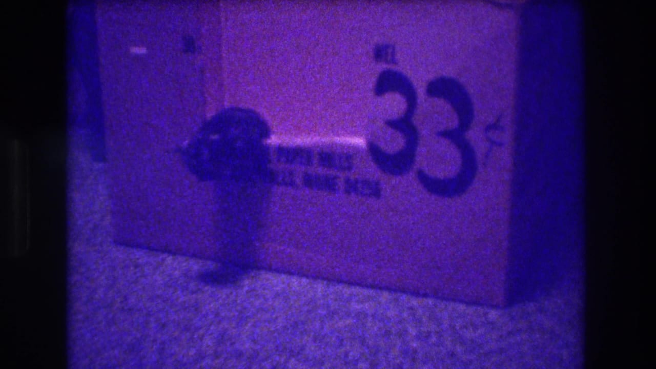 Kitten near the box opening with bold 33 markings visible on the carton.