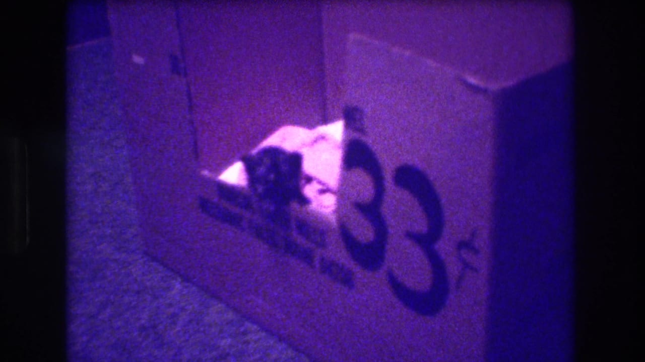 Small kitten near a cardboard box marked 33 in a dim room.