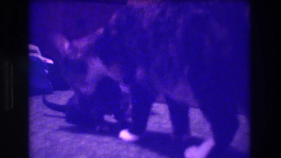 1973 Medford, New Jersey 8mm frame showing the mother cat close to a kitten on the floor, likely grooming or checking it, with visible grain and low interior exposure.