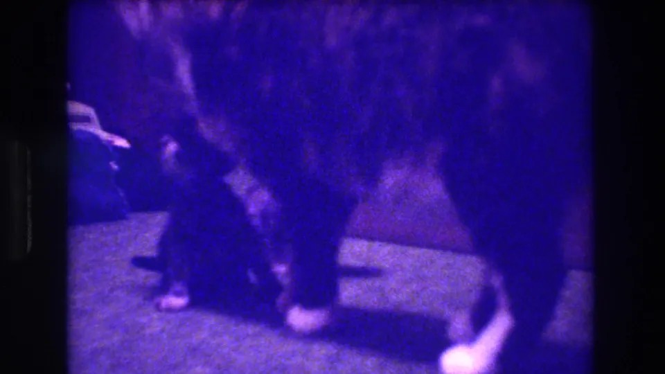 1973 Medford, New Jersey 8mm frame showing a mother cat standing near a small kitten on the floor, with the scene partly obscured by soft focus, grain, and purple film shift.