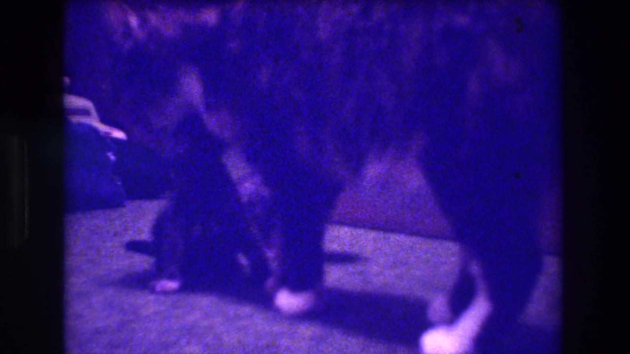 Mother cat and kittens on a carpeted floor with soft purple 8mm film color.