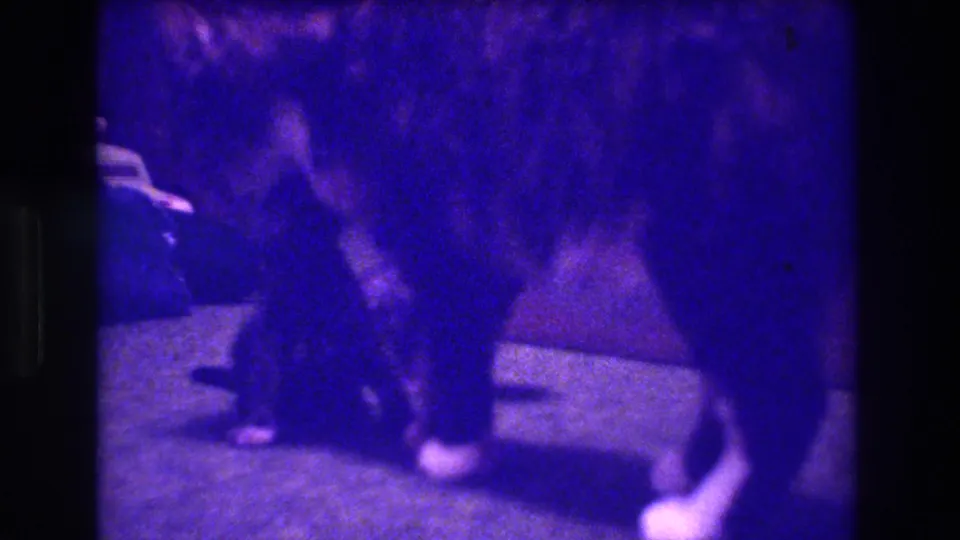 A 1973 Medford, New Jersey home-movie frame shows a mother cat close to small kittens on a carpeted floor, seen through grainy purple-shifted 8mm footage.