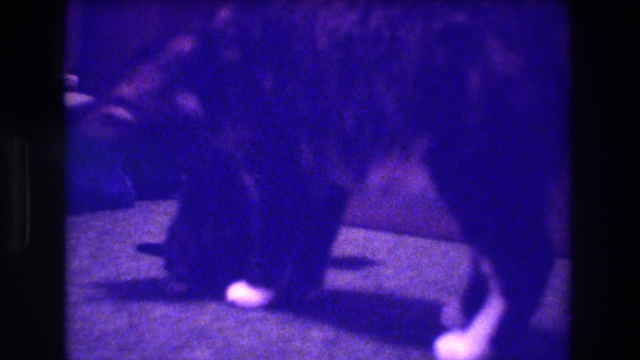 Mother cat bends near a kitten on carpet in a purple-tinted home-movie frame.