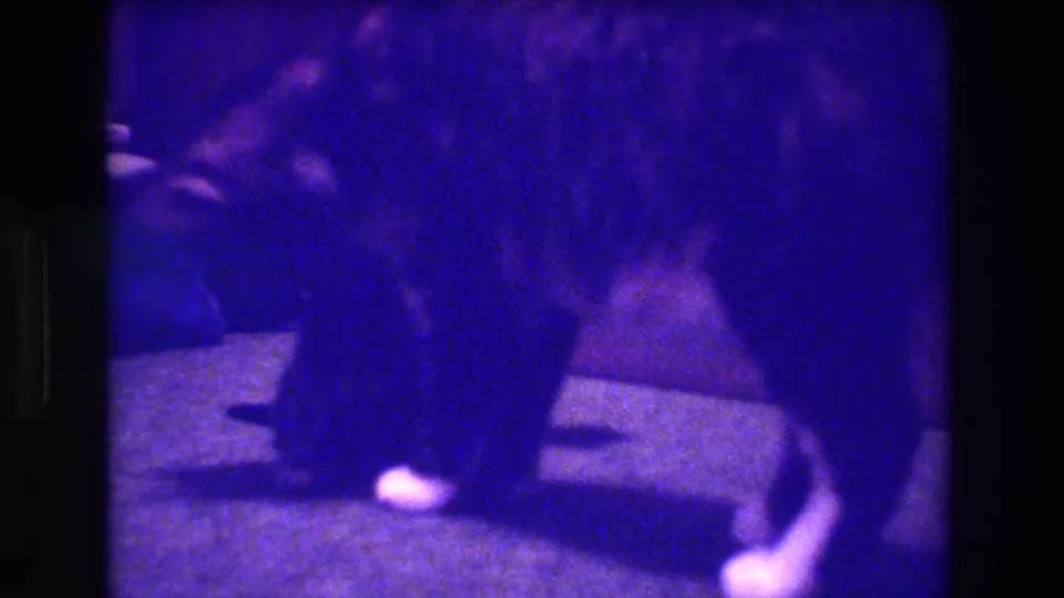 A grainy 8mm frame from the supplied 1973 Medford, New Jersey clip shows the mother cat leaning close to a kitten on the carpet, with the domestic interior only partly visible.