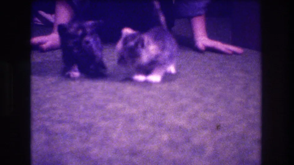 The final frame shows a black kitten and a tabby kitten on the carpet near partially visible human hands and arms, consistent with the supplied 1973 Medford, New Jersey home-movie setting.