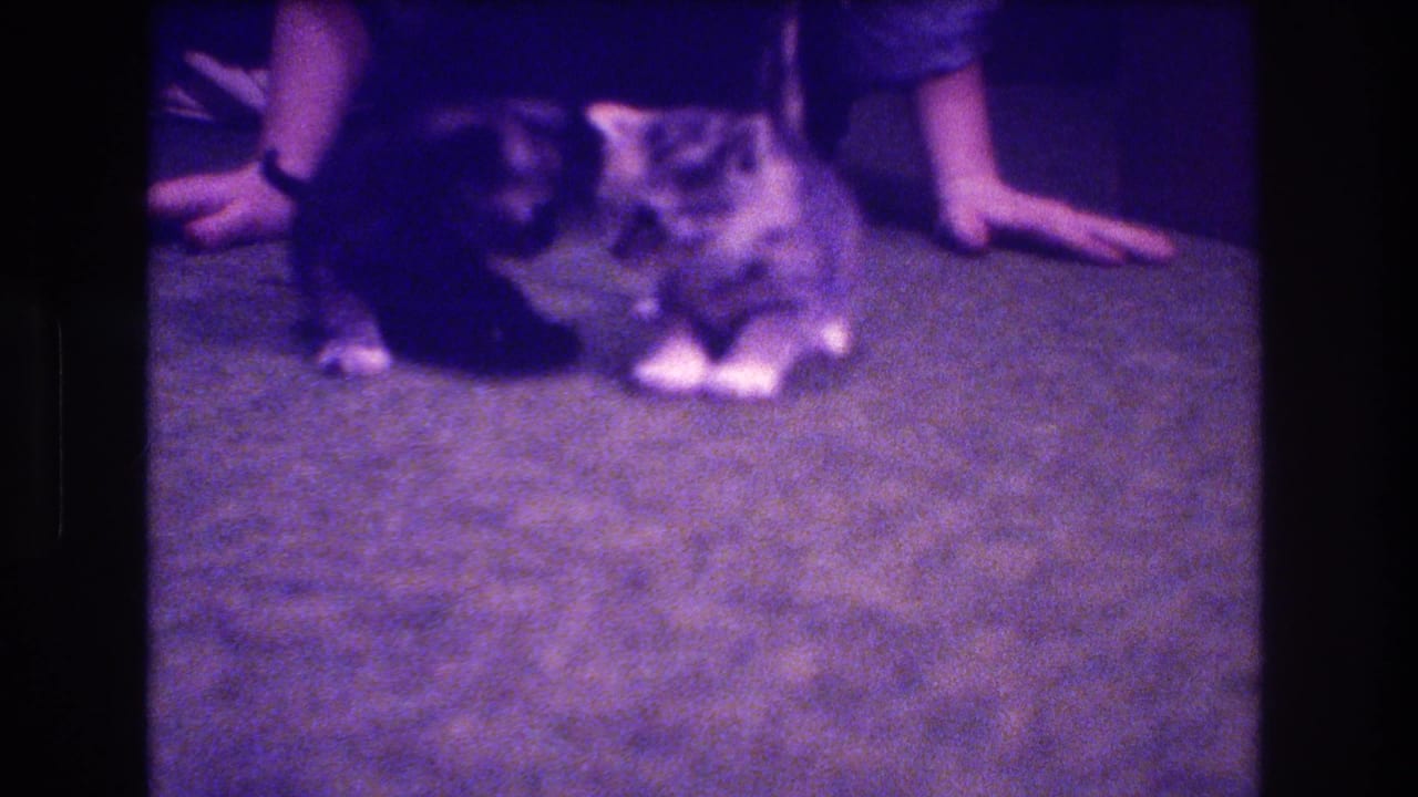 Two small kittens crouch on a carpet near a person's hands and arms.