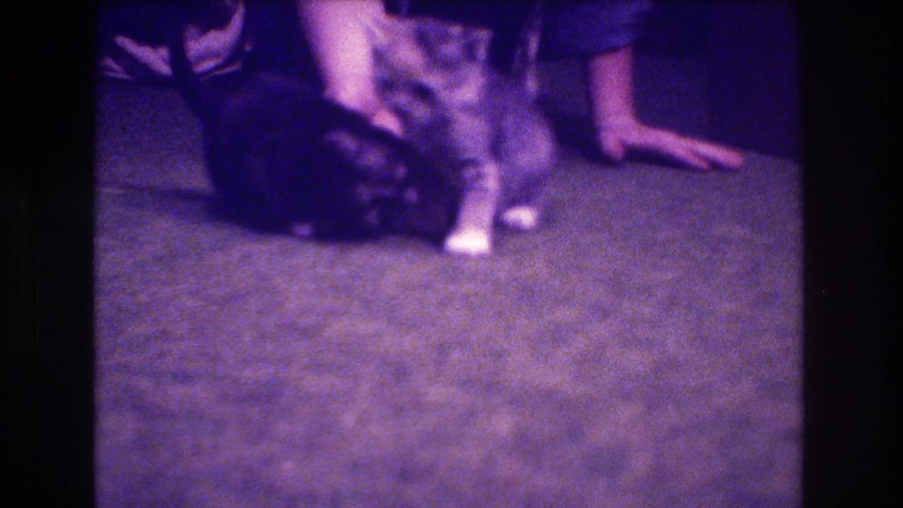 Two kittens sit and turn on a carpet beside a person's arm and leg.