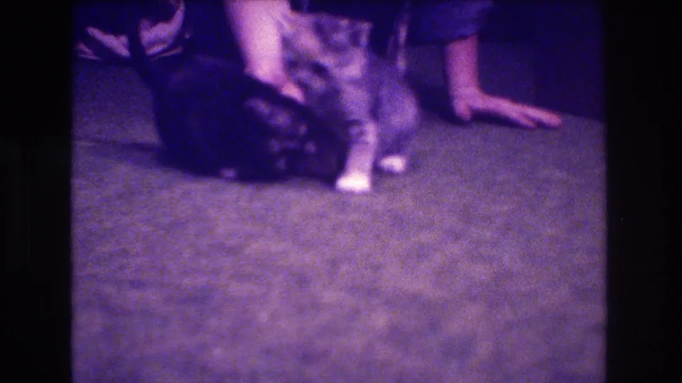 The two young kittens sit close together on the carpet, one more upright while the other stays low, with a person's arm and leg visible in the domestic interior.