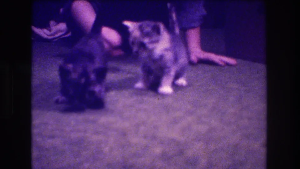 One tiny kitten stands facing forward while the other remains low on the carpet, with a person's knee, hand, and forearm visible behind them in the 8mm home-movie frame.