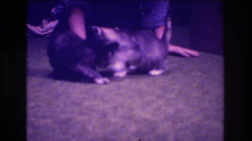 The kittens cluster and shift positions on the carpet, partly overlapping in the soft purple 8mm frame while a person's legs and hand remain visible nearby.