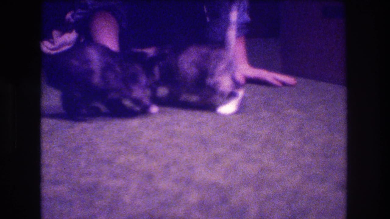 Two small kittens play on a carpet near an adult man's legs and hands.