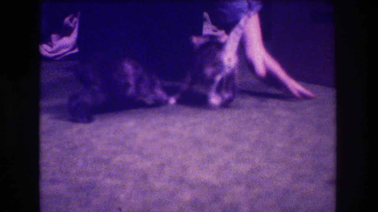 A small kitten appears beside an adult man's legs and hand on a carpeted floor in the supplied 1973 Medford, New Jersey home-movie clip.