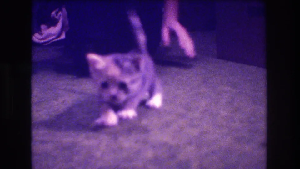 A lighter kitten with white paws faces the camera on a carpet while the adult's legs and hand remain partly visible behind it in the supplied 1973 Medford home-movie footage.