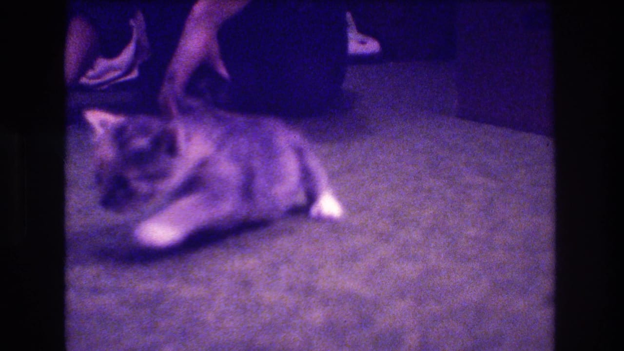Small kitten lying on a carpet near a person's legs and shoes.