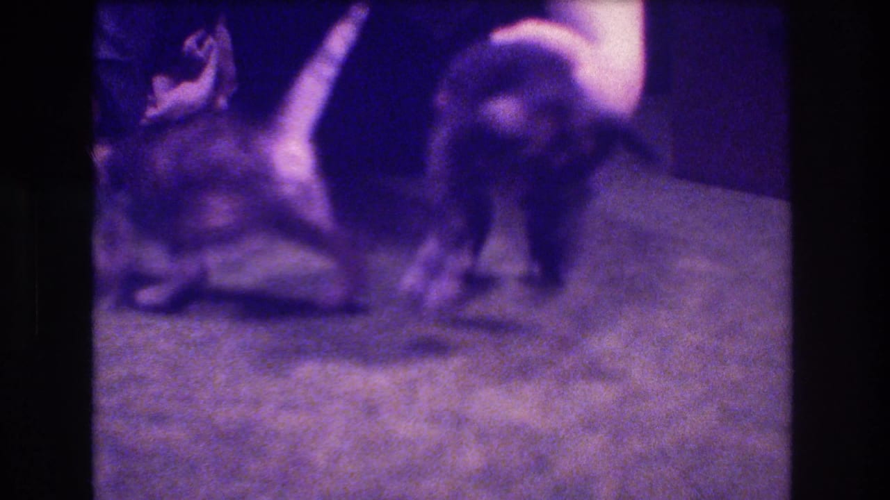 Two kittens on a carpet while a person's hand reaches down nearby.