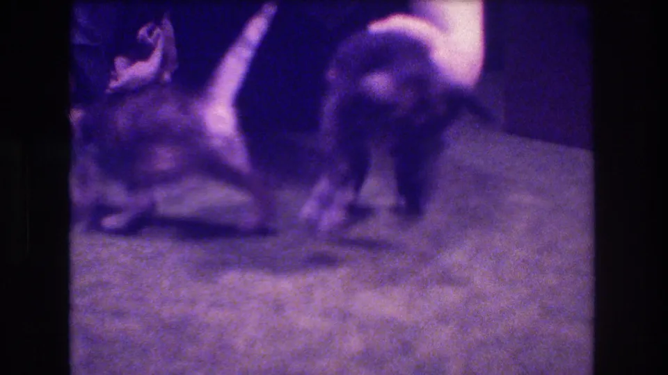 Two young kittens are on a carpeted floor as a person's hand reaches toward them, with soft focus and purple 8mm color cast visible.