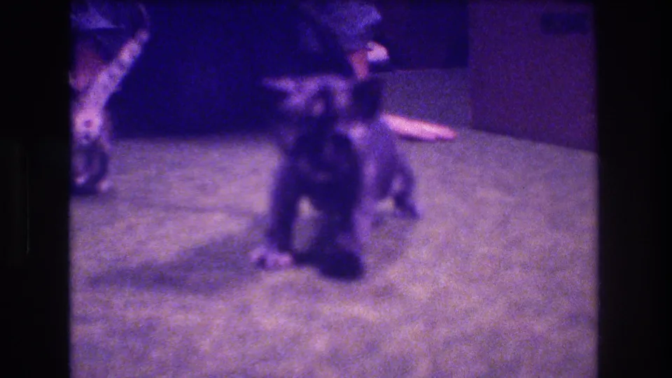A young kitten faces the camera on a carpeted floor while another kitten is partly visible at the left edge, in grainy 1973 8mm home-movie footage.