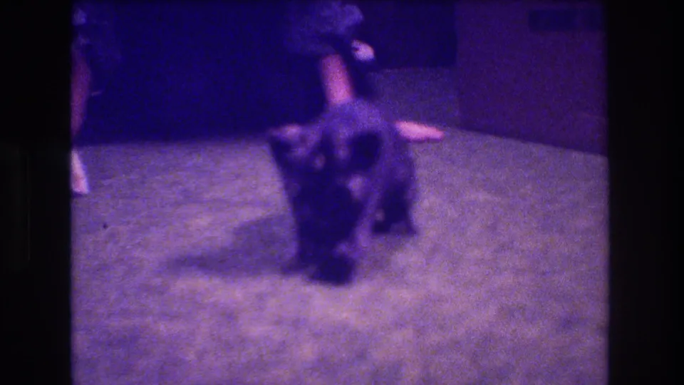 A small kitten walks toward the camera across a carpet in a dim private interior, with a person's lower legs visible behind it.