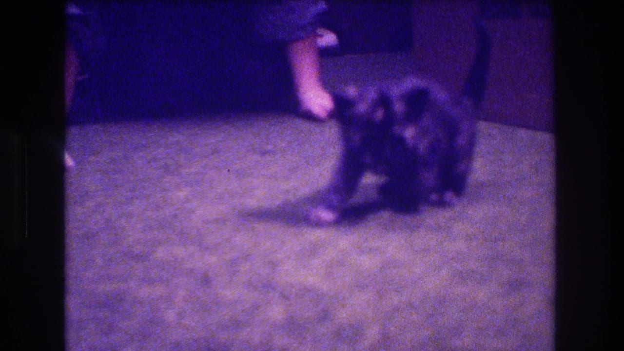 Small dark kitten on green carpet near a person's bare foot.