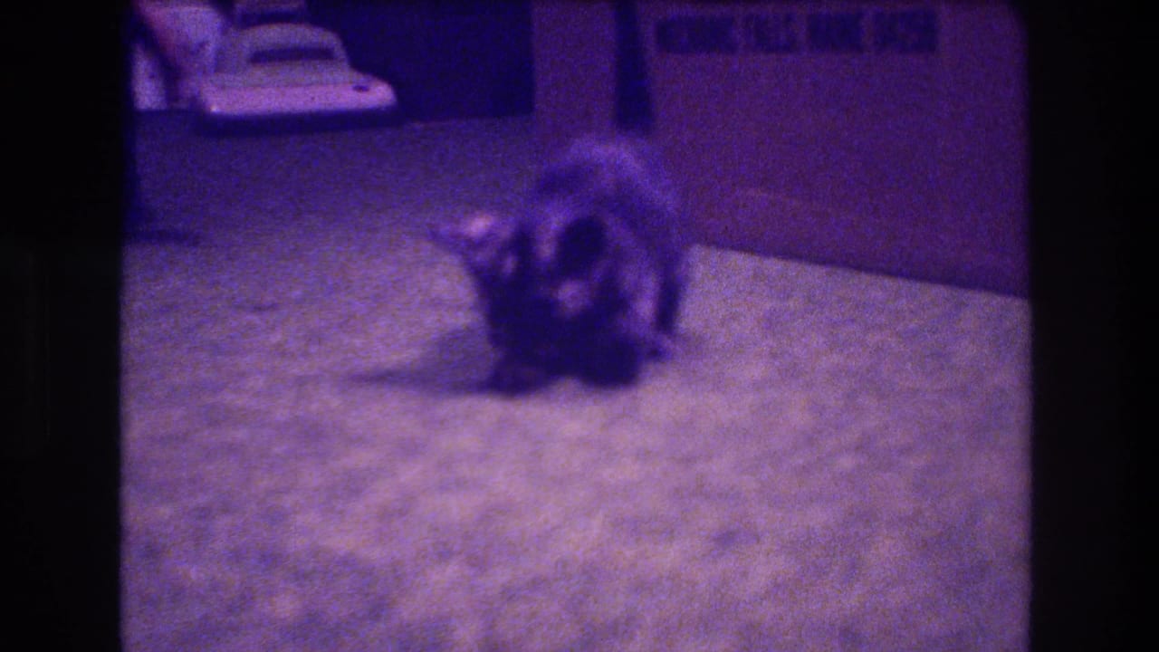 Dark kitten crouches on carpet near household furniture.