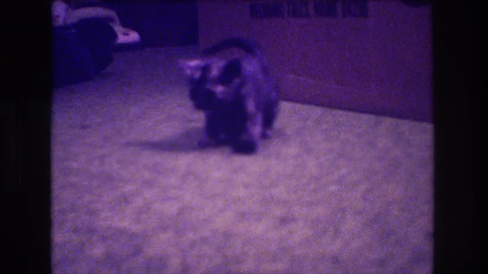 A small dark kitten faces toward the camera on a green carpet in the Medford home-movie interior, with dark furnishings and grainy 8mm texture visible.