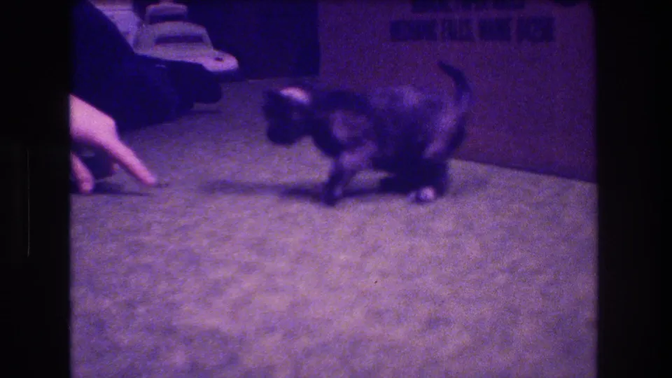 A person's pointing finger extends toward the small dark kitten as it moves across the green carpet inside the 1973 Medford, New Jersey domestic setting.