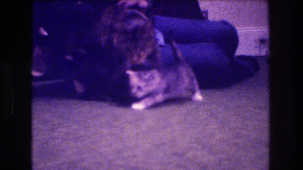 In 1973 Medford, New Jersey 8mm home-movie footage, a large tabby cat and small kitten are on a carpet near a seated woman in a dim interior.