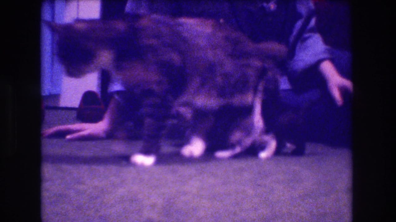 A large tabby cat stands over a small kitten on a carpet while an adult's hand reaches toward them in the 1973 Medford, New Jersey home interior.
