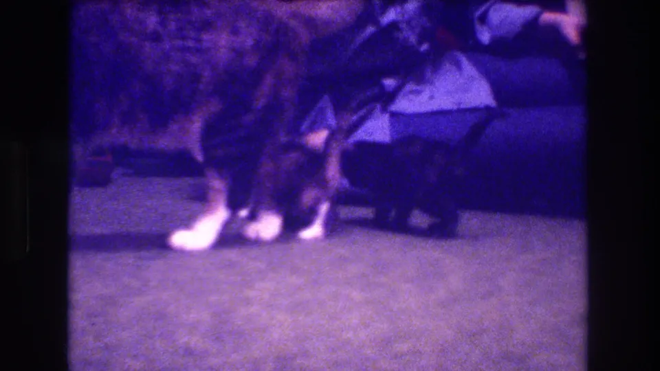 The tabby cat and kitten move low across the carpet beside a seated woman, with the soft focus and purple cast of 8mm home-movie footage.