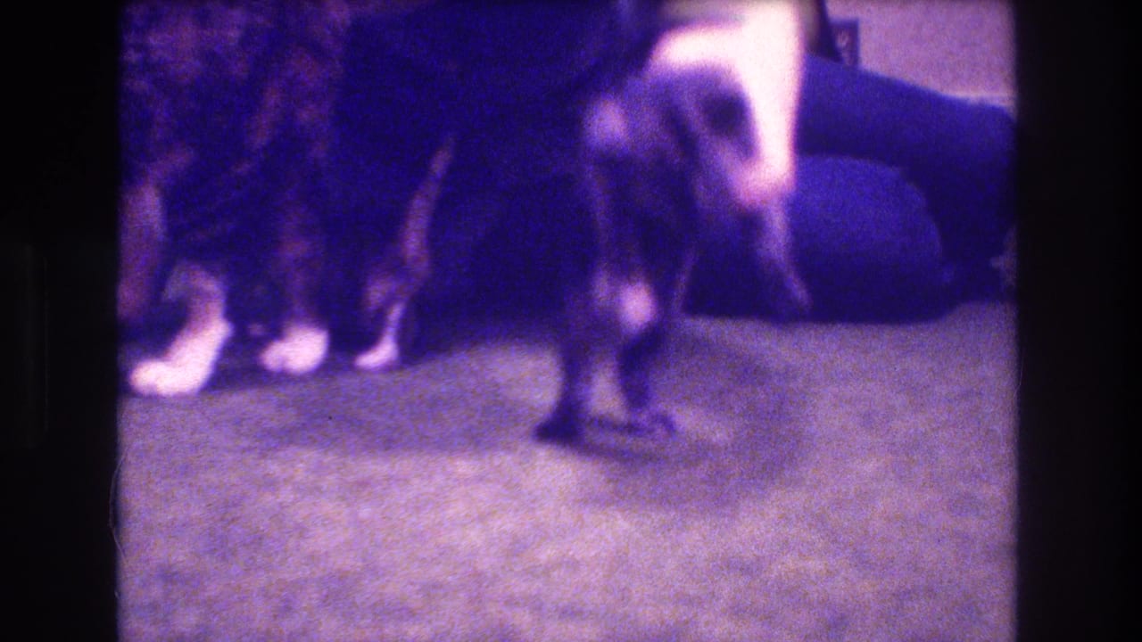 In 1973 Medford, New Jersey home-movie footage, two kittens stand on carpet near a seated person's legs while a hand reaches toward them.