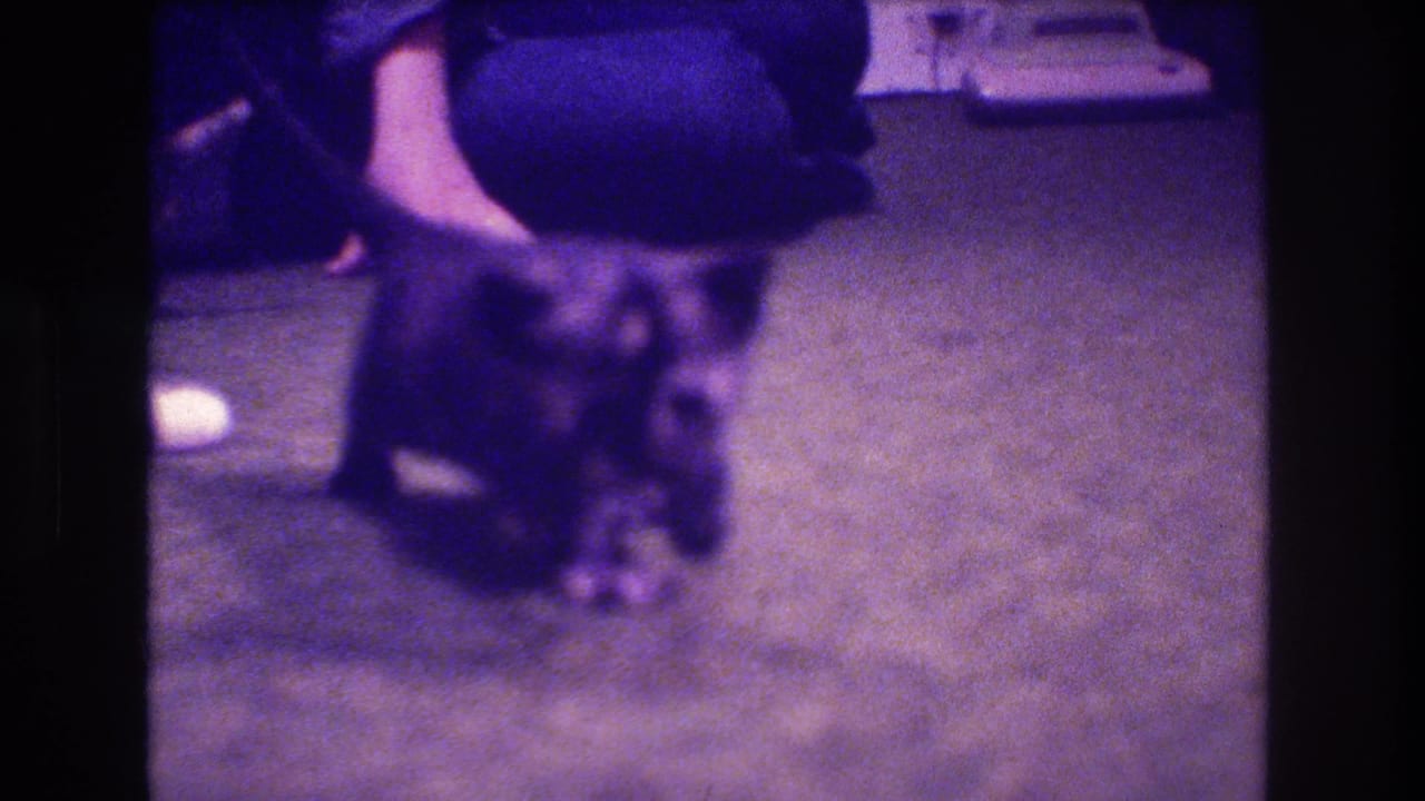 A kitten crouches on carpet beside a seated person's leg.