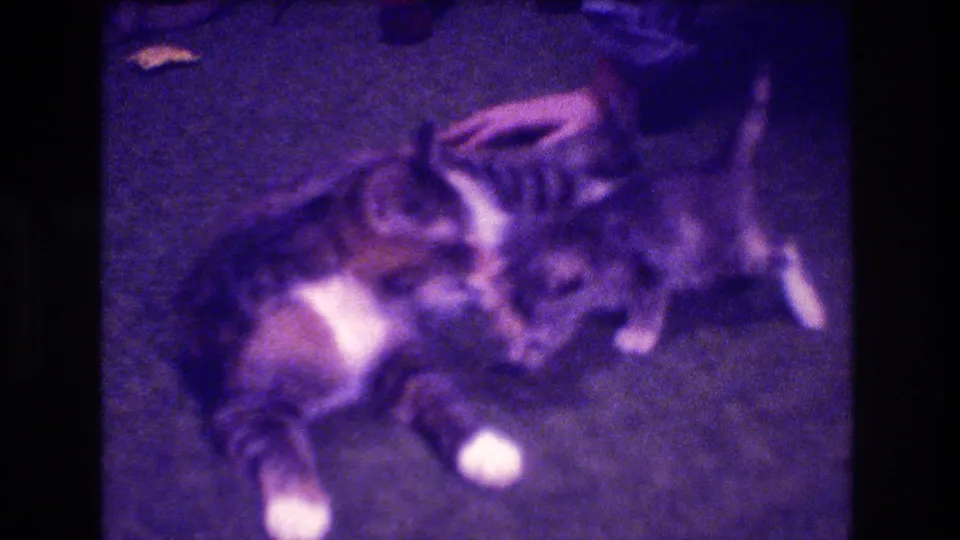 Two tabby-and-white kittens lie together on the carpet, with one appearing to lick or nuzzle the other's head in the 1973 home-movie footage.