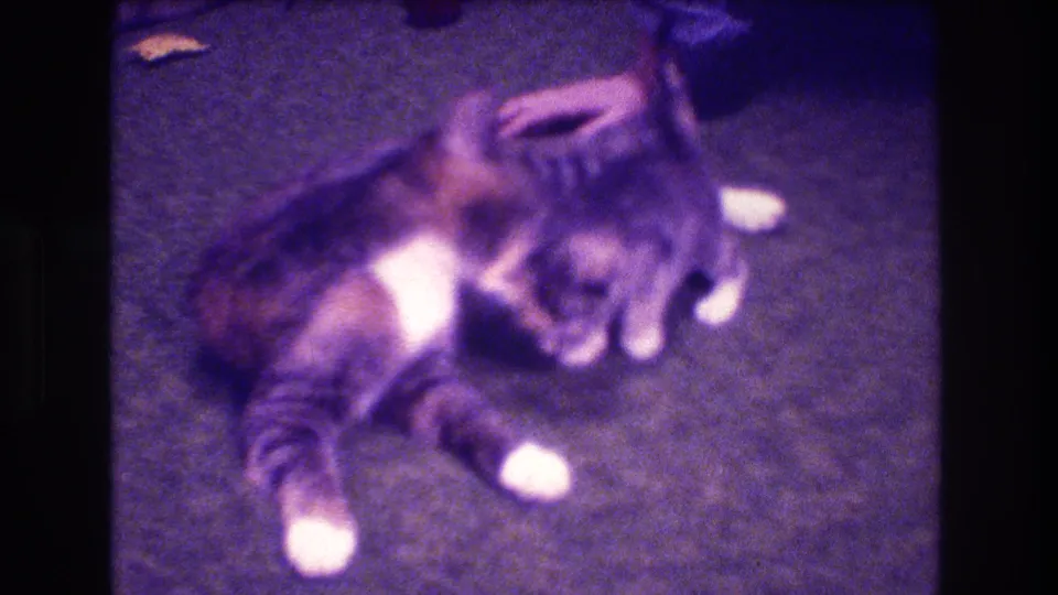 Two kittens remain close together on the carpet, one leaning across the other as the brief grooming interaction continues.