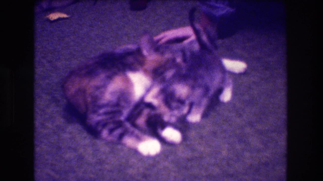 In supported 1973 Medford, New Jersey 8mm home-movie footage, an adult tabby cat appears to lick or nuzzle a smaller kitten on a carpeted floor.