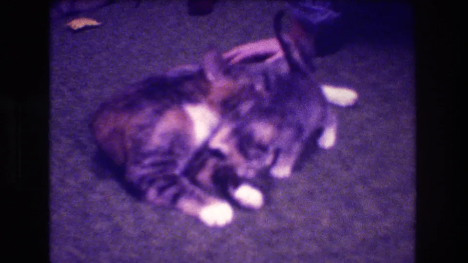In supported 1973 Medford, New Jersey 8mm home-movie footage, an adult tabby cat appears to lick or nuzzle a smaller kitten on a carpeted floor.