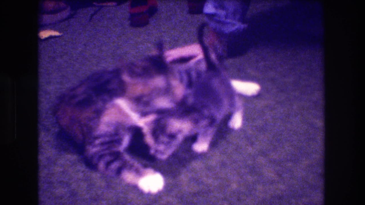 The adult tabby and kitten remain close together on the carpet, with the adult cat positioned over the smaller animal in a quiet grooming posture.