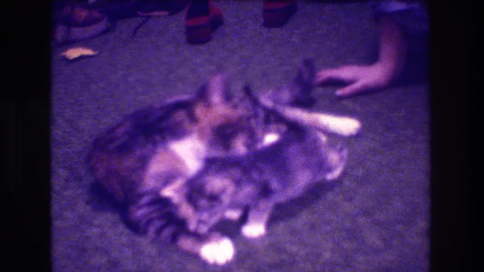 A human hand reaches in near the adult cat and kitten as they rest on the carpet, adding a visible family-home interaction to the 8mm scene.