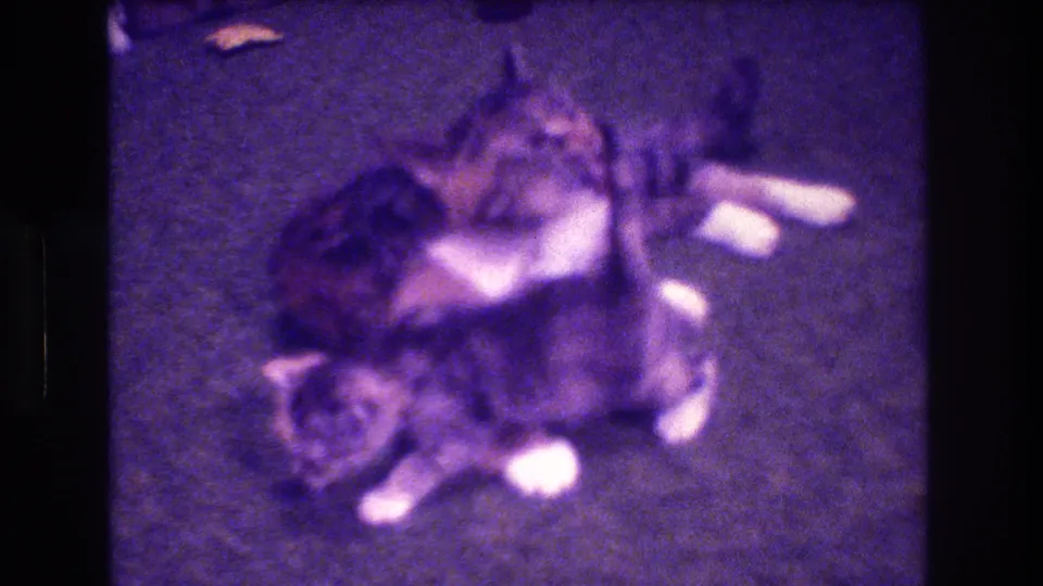 The adult tabby and kitten are curled together on the carpet near the end of the short 1973 home-movie clip, with soft focus and purple color cast visible.