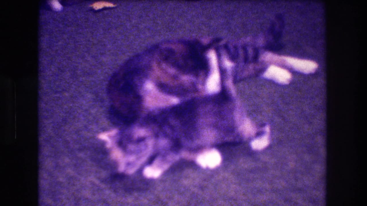 1973 Medford, New Jersey 8mm home-movie frame showing a mother tabby cat on a carpeted floor with kittens pressed close to her body.