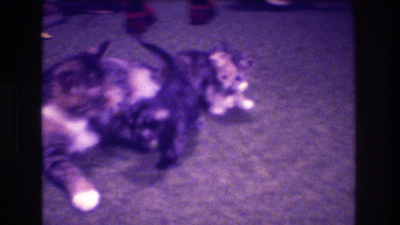 A purple-tinted 8mm frame from the Medford home movie shows the mother tabby cat lying with kittens gathered along her side on an indoor carpet.