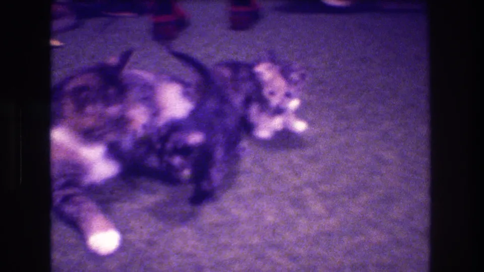 A purple-tinted 8mm frame from the Medford home movie shows the mother tabby cat lying with kittens gathered along her side on an indoor carpet.