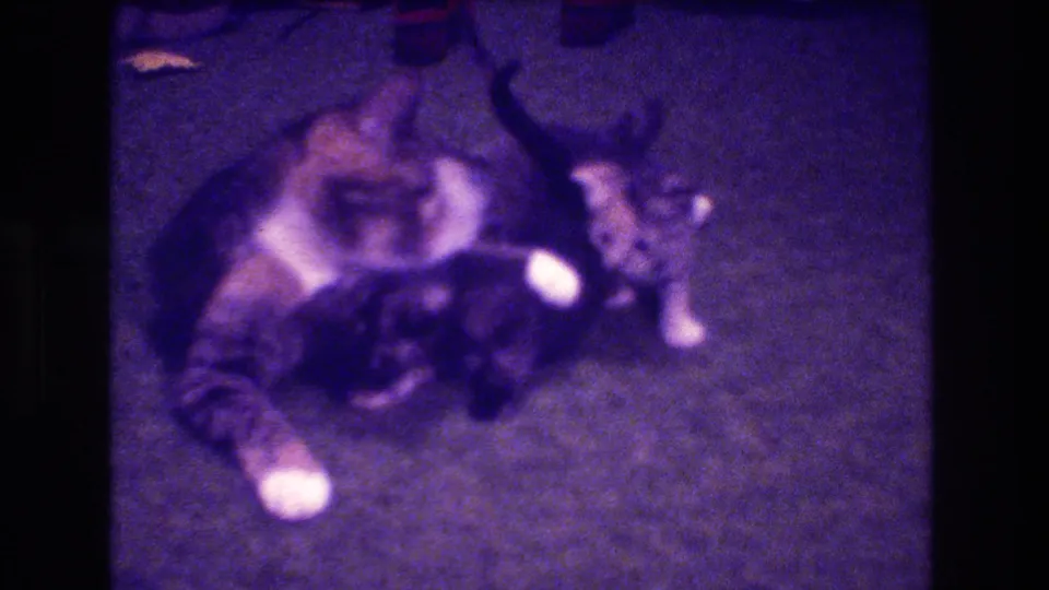 The mother tabby curls around several kittens in a softly focused 1973 home-movie frame, with the carpet and partial household background visible.