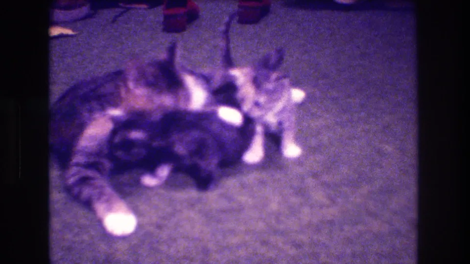 A late frame shows the mother tabby stretched along the carpet with kittens huddled near her belly in the grainy 8mm Medford home-movie scene.