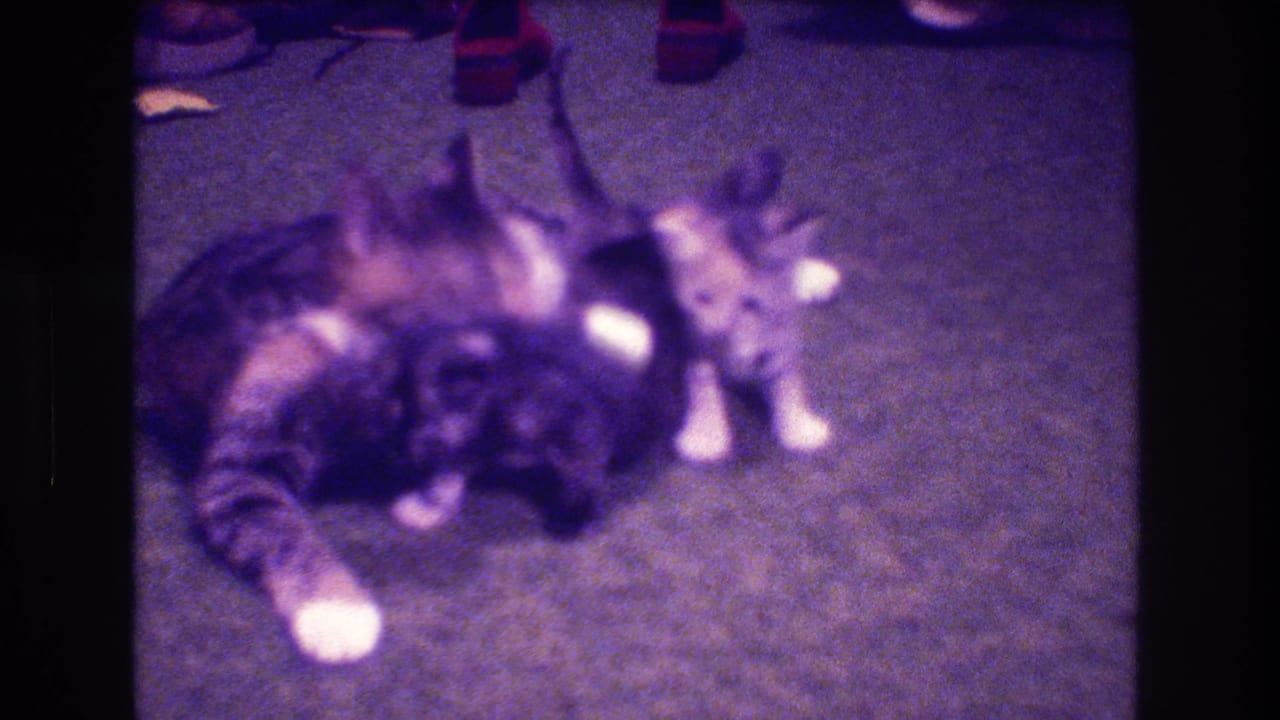 In 1973 Medford, New Jersey home-movie footage, a tabby mother cat lies on a dark carpet while small kittens cluster close to her.