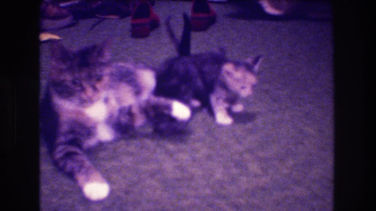 A tabby mother cat appears to groom or tend to kittens on a carpeted floor in the supplied 1973 Medford, New Jersey home-movie clip.