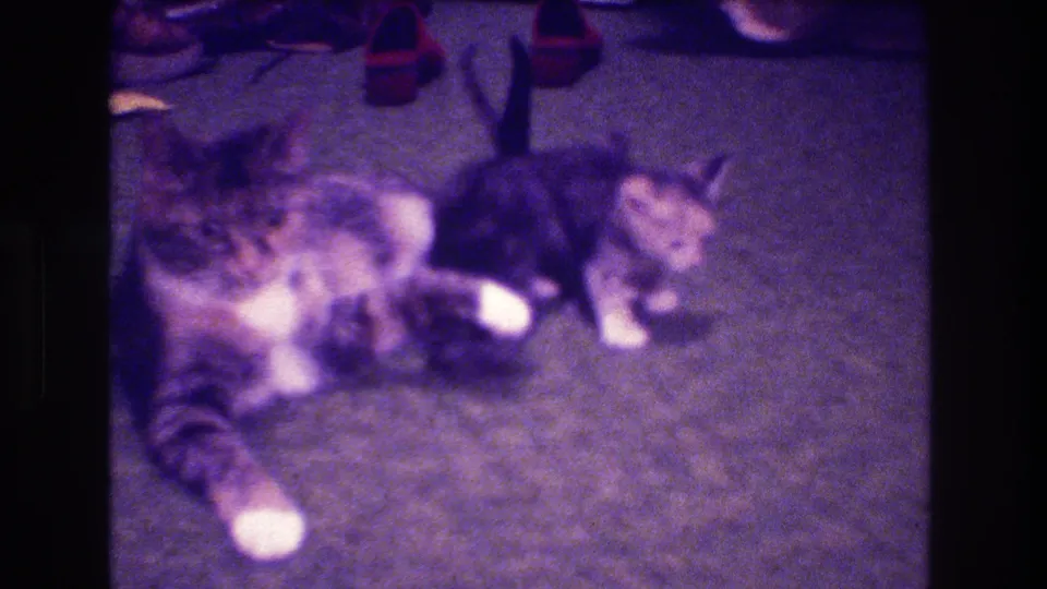 A tabby mother cat appears to groom or tend to kittens on a carpeted floor in the supplied 1973 Medford, New Jersey home-movie clip.