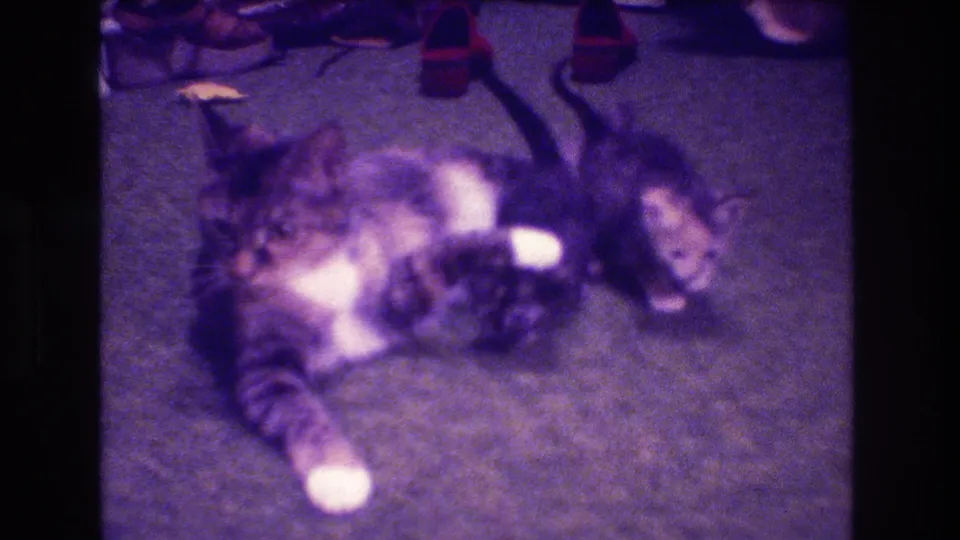 The mother cat and kittens shift on the carpet, with blurred motion and 8mm grain emphasizing the informal home-movie perspective.