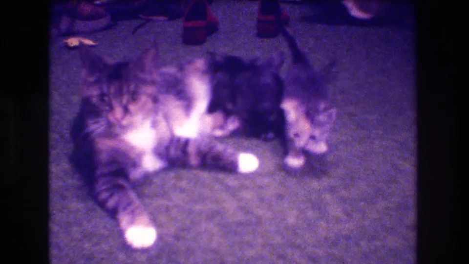 A purple-tinted 8mm frame shows the tabby mother cat stretched on the carpet with kittens close against her in the domestic interior.
