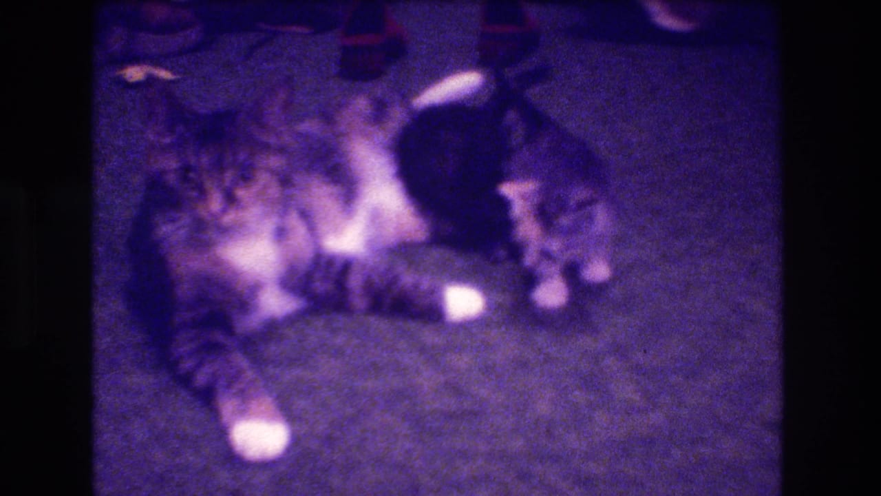 Two tabby kittens play on a carpeted floor near a larger cat in 1973 Medford, New Jersey home-movie footage.