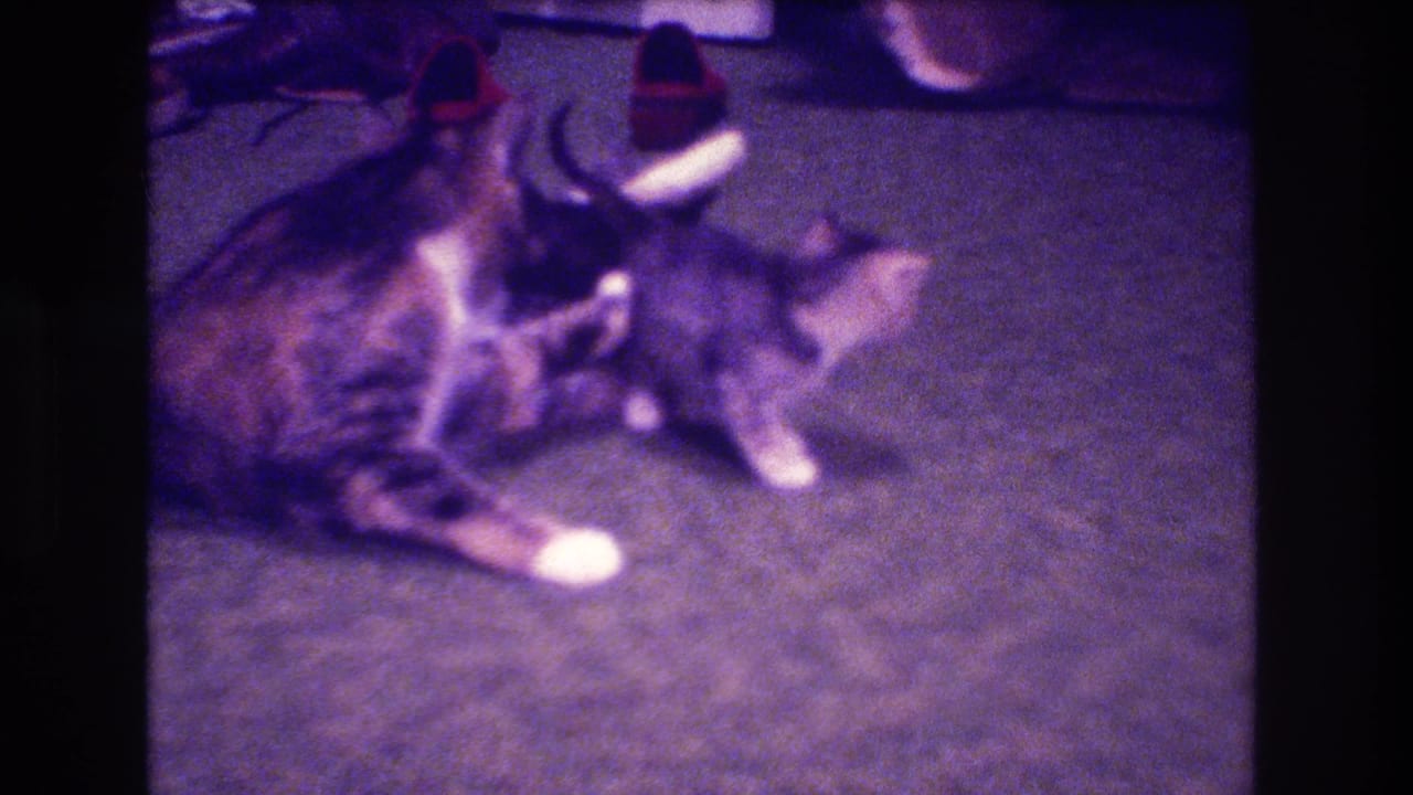 A tabby kitten lies stretched on the carpet with another cat close by in a grainy 1973 home-movie interior.